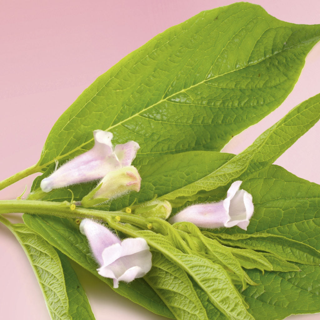 Masque Protecteur cheveux colorés ou méchés